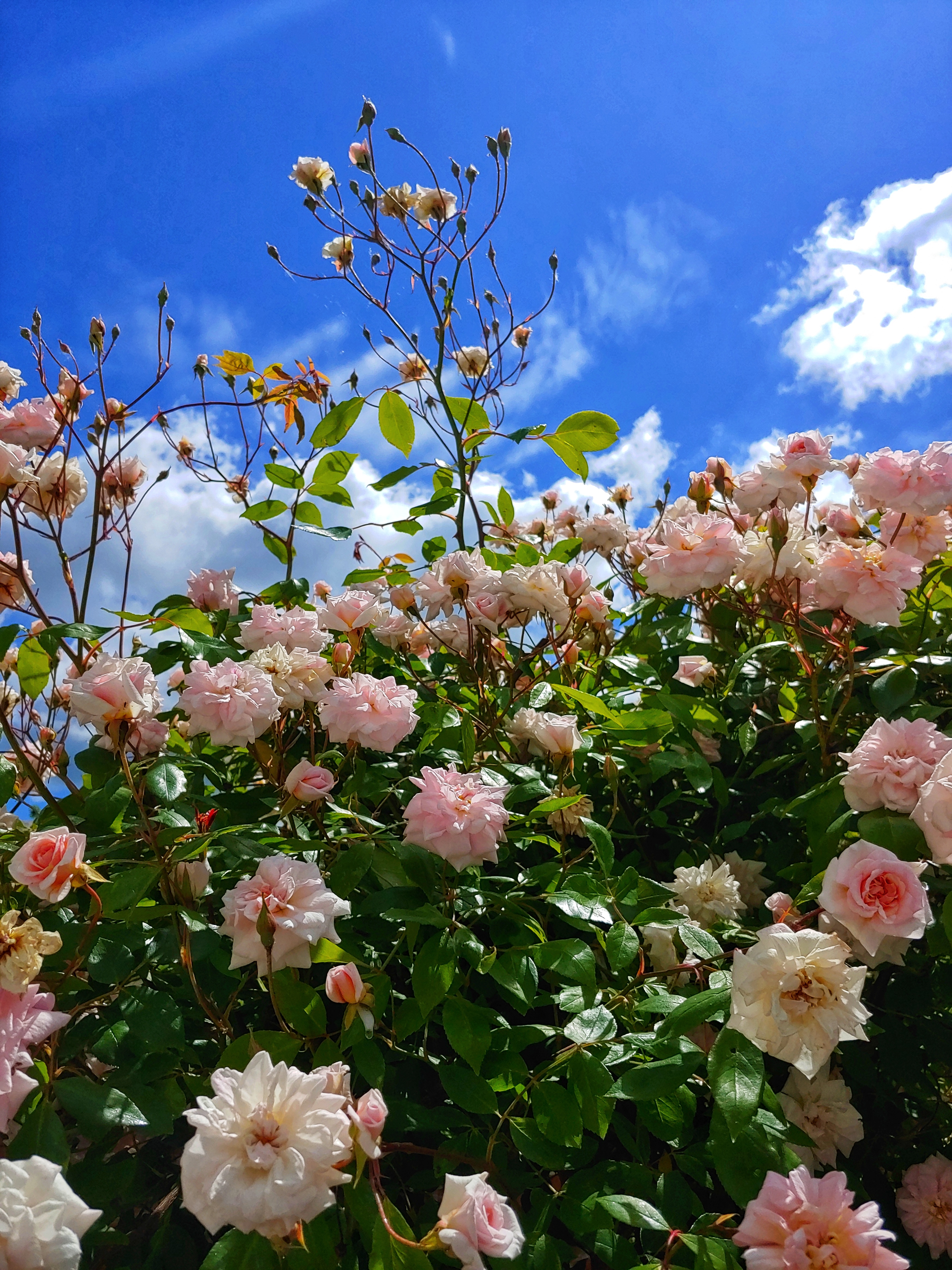 Small pink roses on a bush with a background of bright blue sky.
