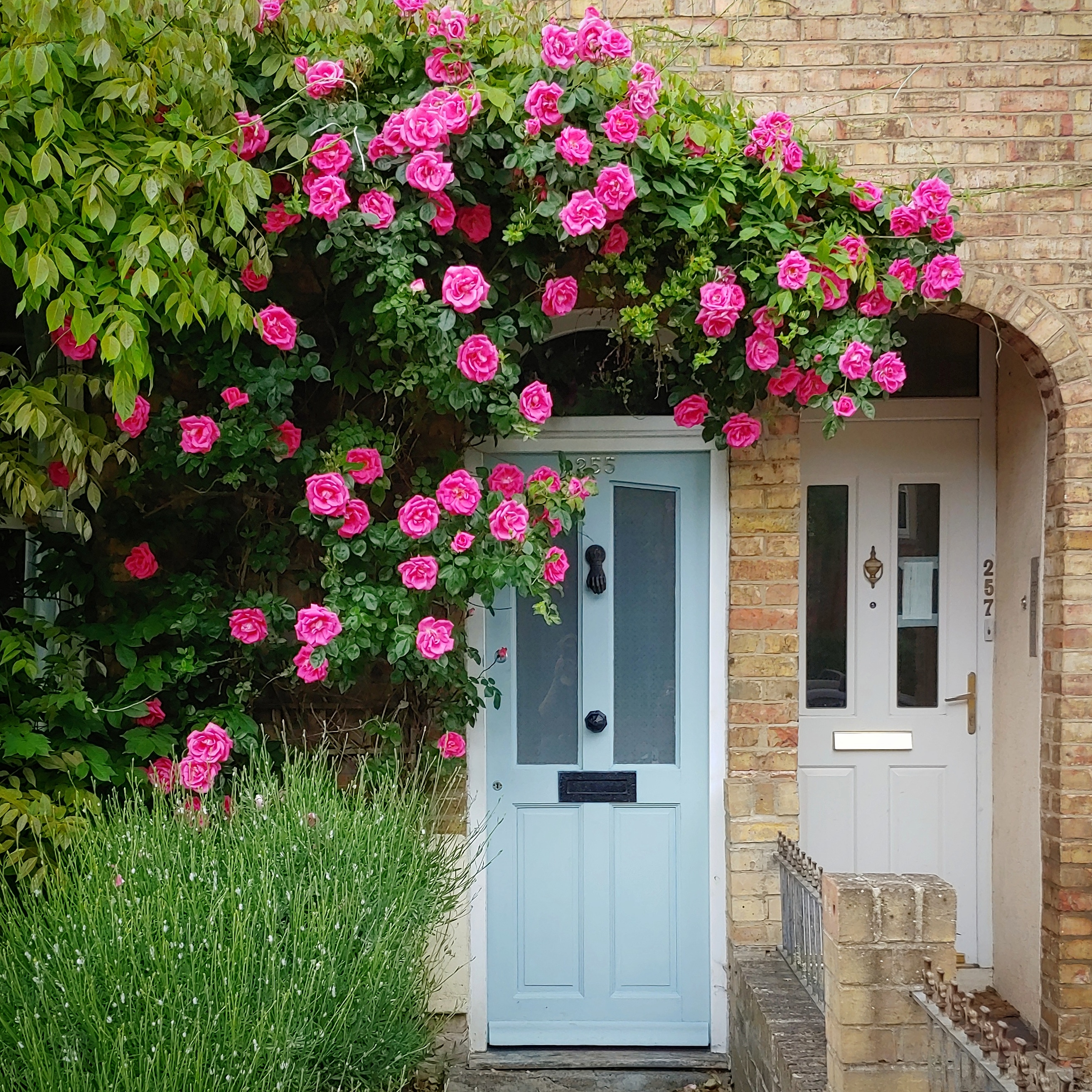 Terrace house with blue door, surrounded by large pink roses and lavender bushes which aren't yet flowering