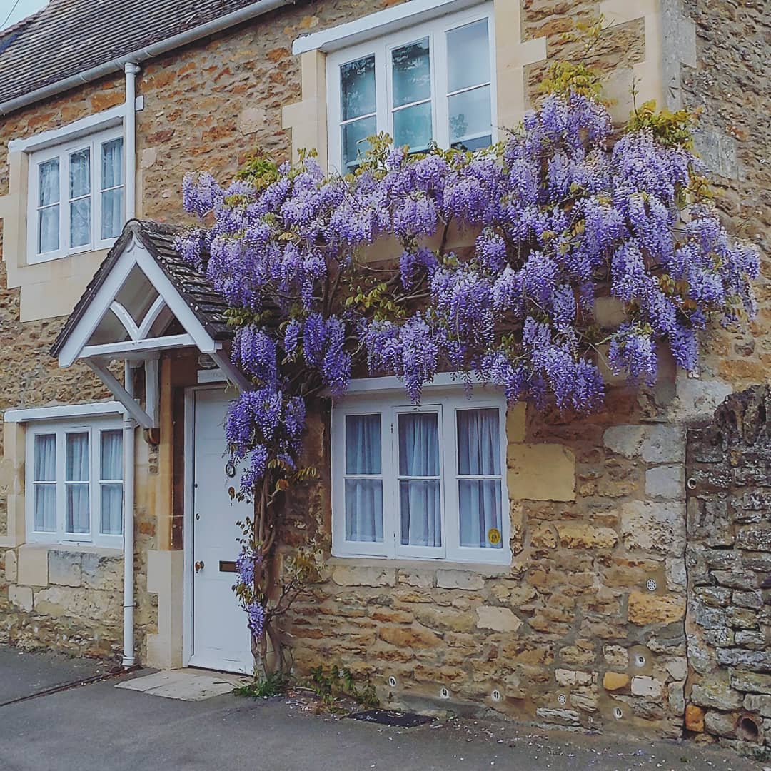 Thick purple wisteria around a cottage door in Iffley Village, Oxford.