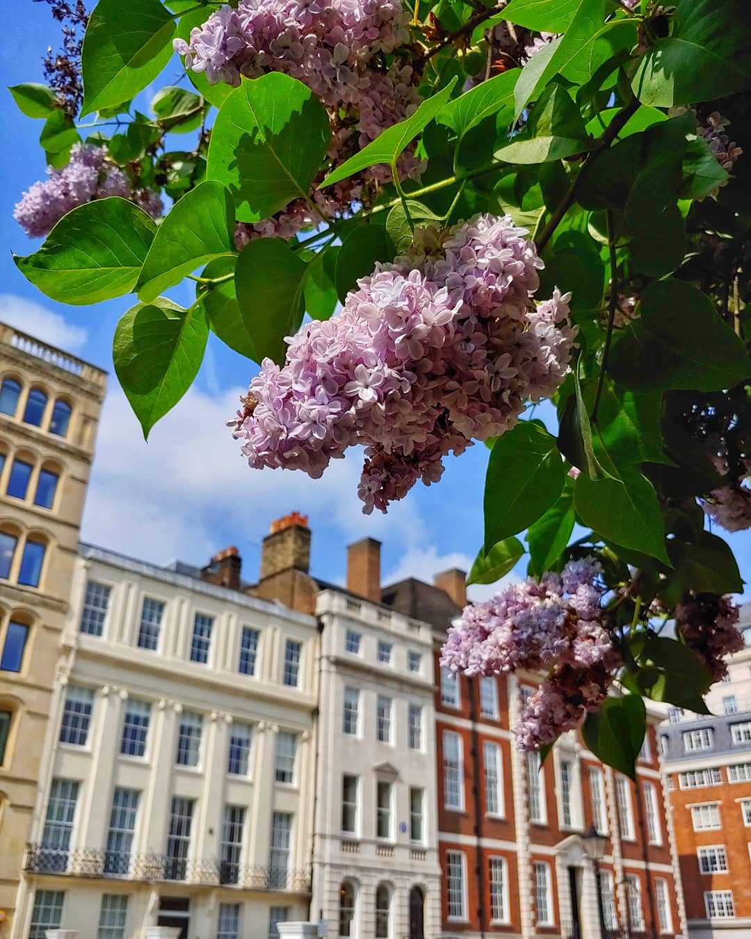 Light purple lilac flowers in front of a tall townhouse in London.