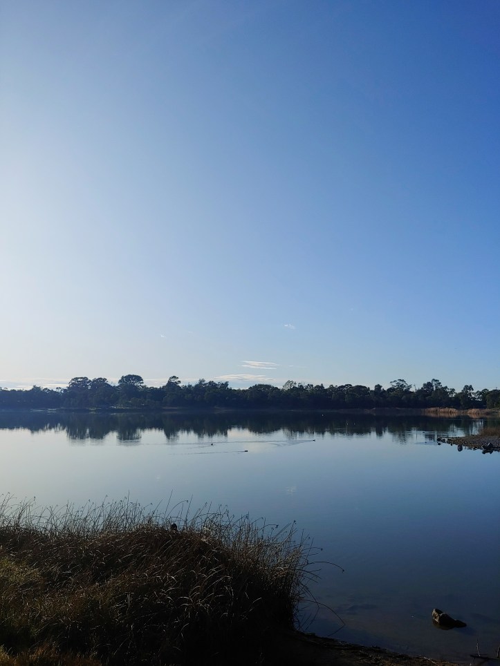 Shot of a lake in the morning sunshine with reeds close to the camera, ducks on the lake, and trees visible on the other side of the lake, under a bright blue sky,